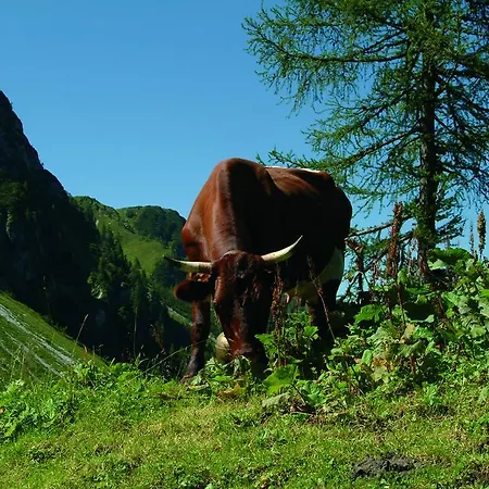 Apartmán Deml Flachau