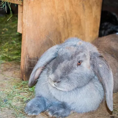 Deml Apartmán Flachau