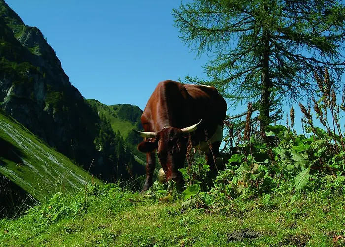 Apartament Deml Flachau