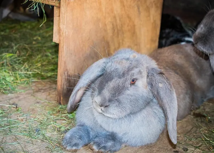 Deml 아파트 플라차우